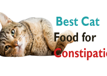 Best Cat Food For Constipation
