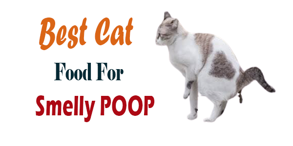 Best Cat Food For Smelly Poop