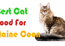 Best Cat Food For Maine Coon