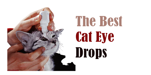 The Best Cat Eye Drops
